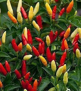 Nelesa Gardening Tabasco Pepper Vegetable Seeds 10 Seeds