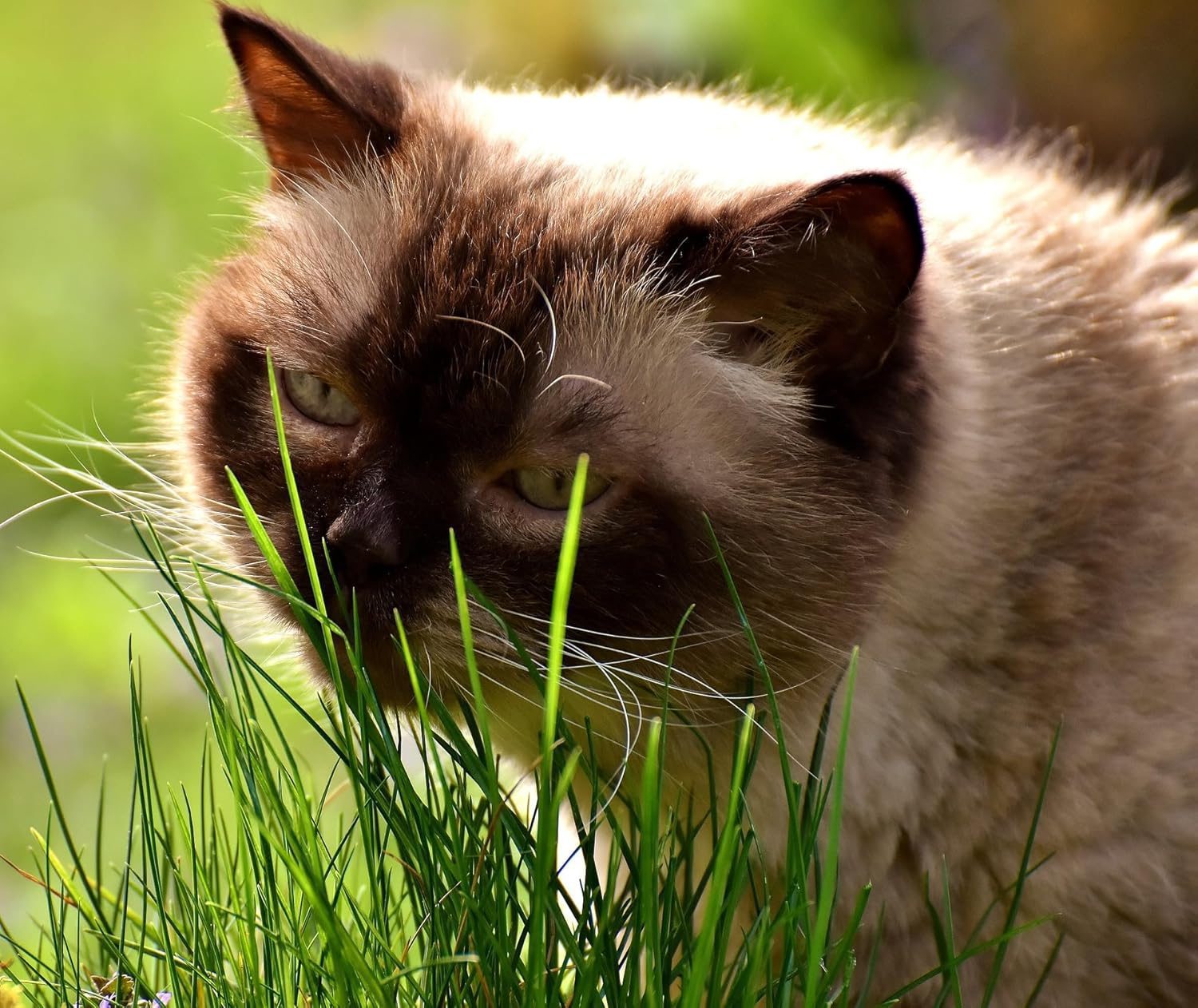 Nelesa Gardening Cat Grass Wheat Grass Triticum Aestivum Seed - Pack of 100 Seeds - Image 2