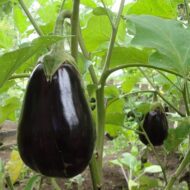 Nelesa Gardening Brinjal Black Beauty Eggpalnt 50 Seeds