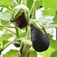 Nelesa Gardening Brinjal Black Beauty Eggpalnt 50 Seeds - Image 2