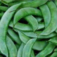 Nelesa Gardening Flat Lima Bean Lablab Sem Bakla Vegetable Seed - 20 Seeds Pack