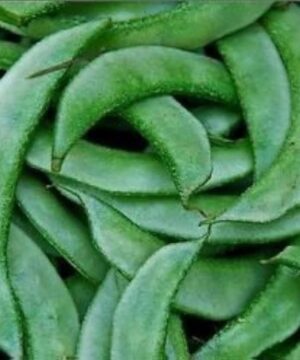 Nelesa Gardening Flat Lima Bean Lablab Sem Bakla Vegetable Seed - 20 Seeds Pack