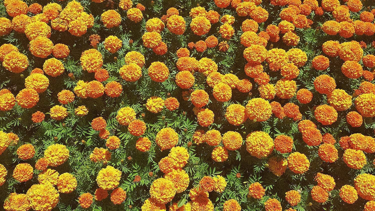 Nelesa Gardening African Marigold Flower Seeds Mix Colour 50 Seeds Pack - Image 3