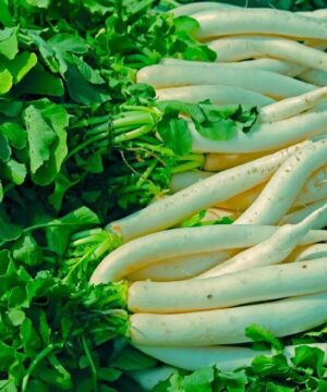 Nelesa Gardening Mooli Long White Radish Seeds – 50 Seeds for Home Gardening | Fast Growing, All Season, High Yield Vegetable Seeds for Fresh, Crisp Radishes