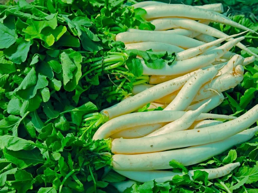 Nelesa Gardening Mooli Long White Radish Seeds – 50 Seeds for Home Gardening | Fast Growing, All Season, High Yield Vegetable Seeds for Fresh, Crisp Radishes