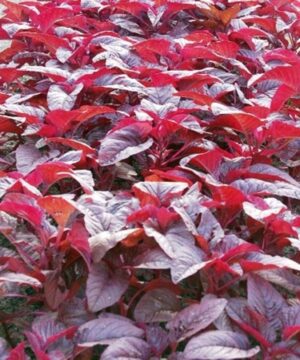Nelesa Gardening Red Spinach Amaranthus Lal Saag Vegetable Seed - 100 Seeds Pack