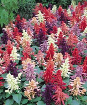 Nelesa Gardening Salvia Scarlet Sage Multicolour Salvia officinalis Flower Seed - 50 Seeds Pack