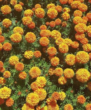 Nelesa Gardening African Marigold Crackjack Inca Mix Seed - 50 Seeds Pack
