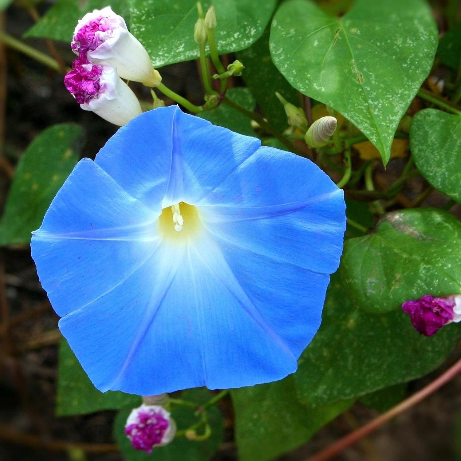 Nelesa Gardening Heavenly Blue Morning Glory Imopea Flower Seeds 15 Seeds - Image 2