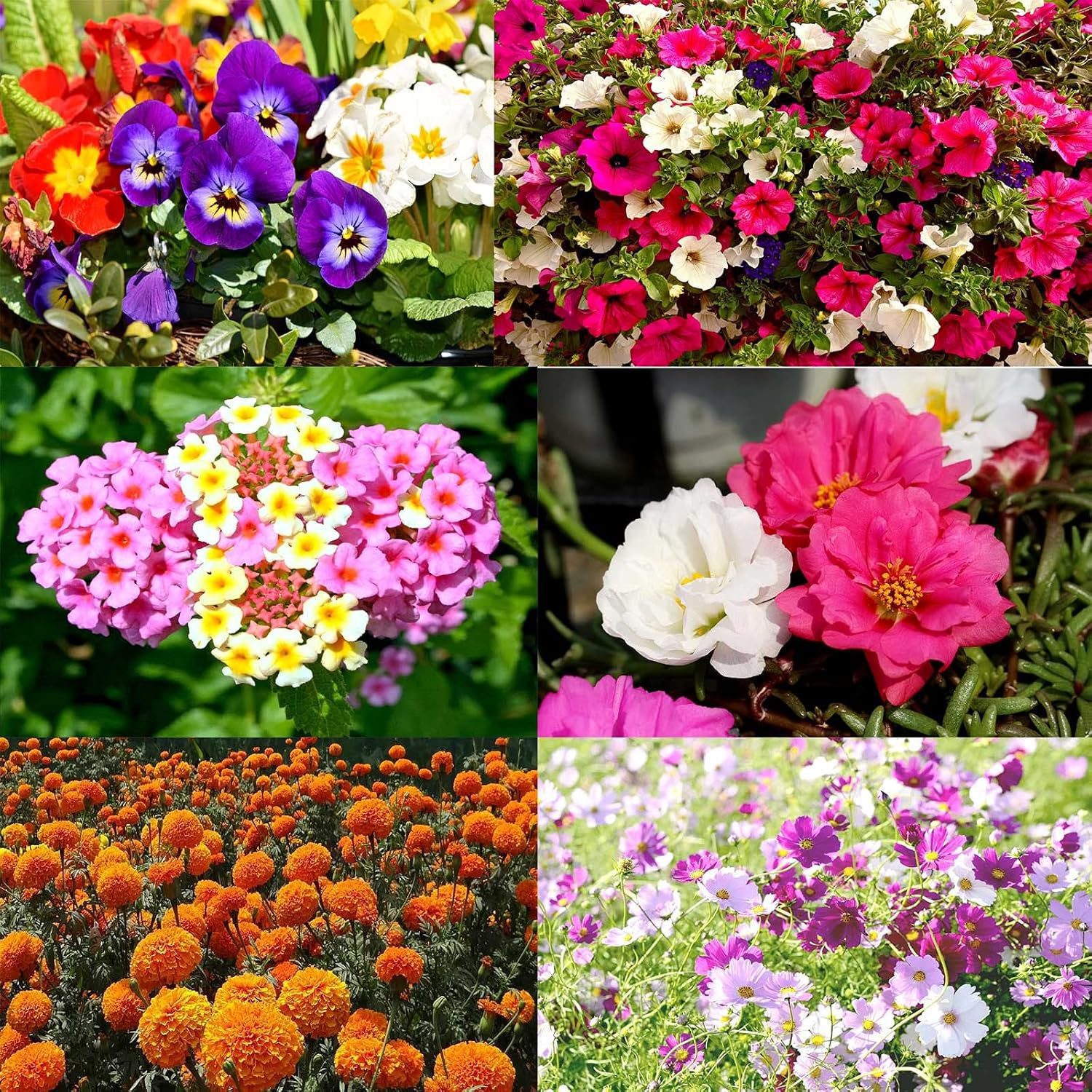 Nelesa Gardening 6 Varieties Flower Seeds Combo Pack for Home Gardening, Organic Flower Seeds, Easy to Grow Flower Seeds, Fresh Blooms for Garden and Balcony, Indian Desi Flower Seeds