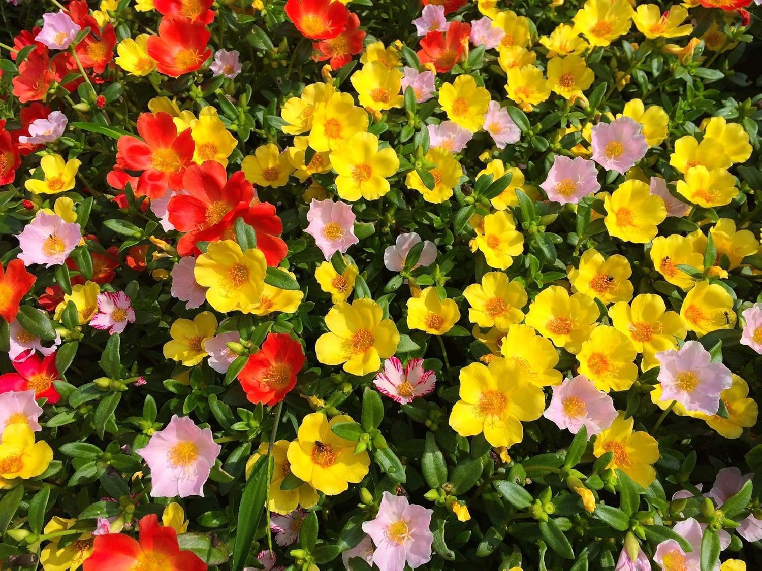 Nelesa Gardening 6 Varieties Flower Seeds Combo Pack for Home Gardening, Organic Flower Seeds, Easy to Grow Flower Seeds, Fresh Blooms for Garden and Balcony, Indian Desi Flower Seeds - Image 5