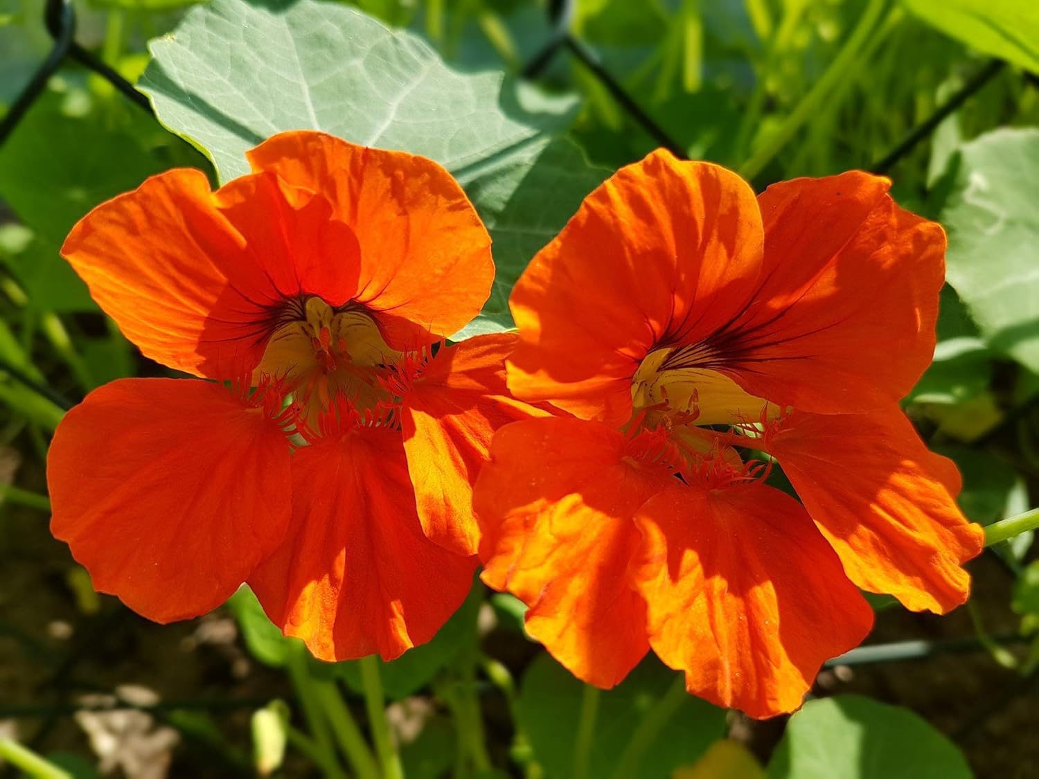 Nelesa GardeningNasturtium Jewel Mixture Flower Seeds 10 Seeds