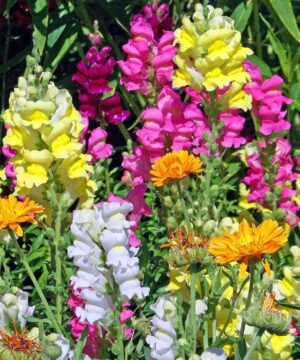 Nelesa Gardening Antirrhinum Snapdragon Flower Seeds Multicolour – 100 Seeds Pack | Vibrant Garden Blooms | Easy-to-Grow Flower Seed for Home Garden