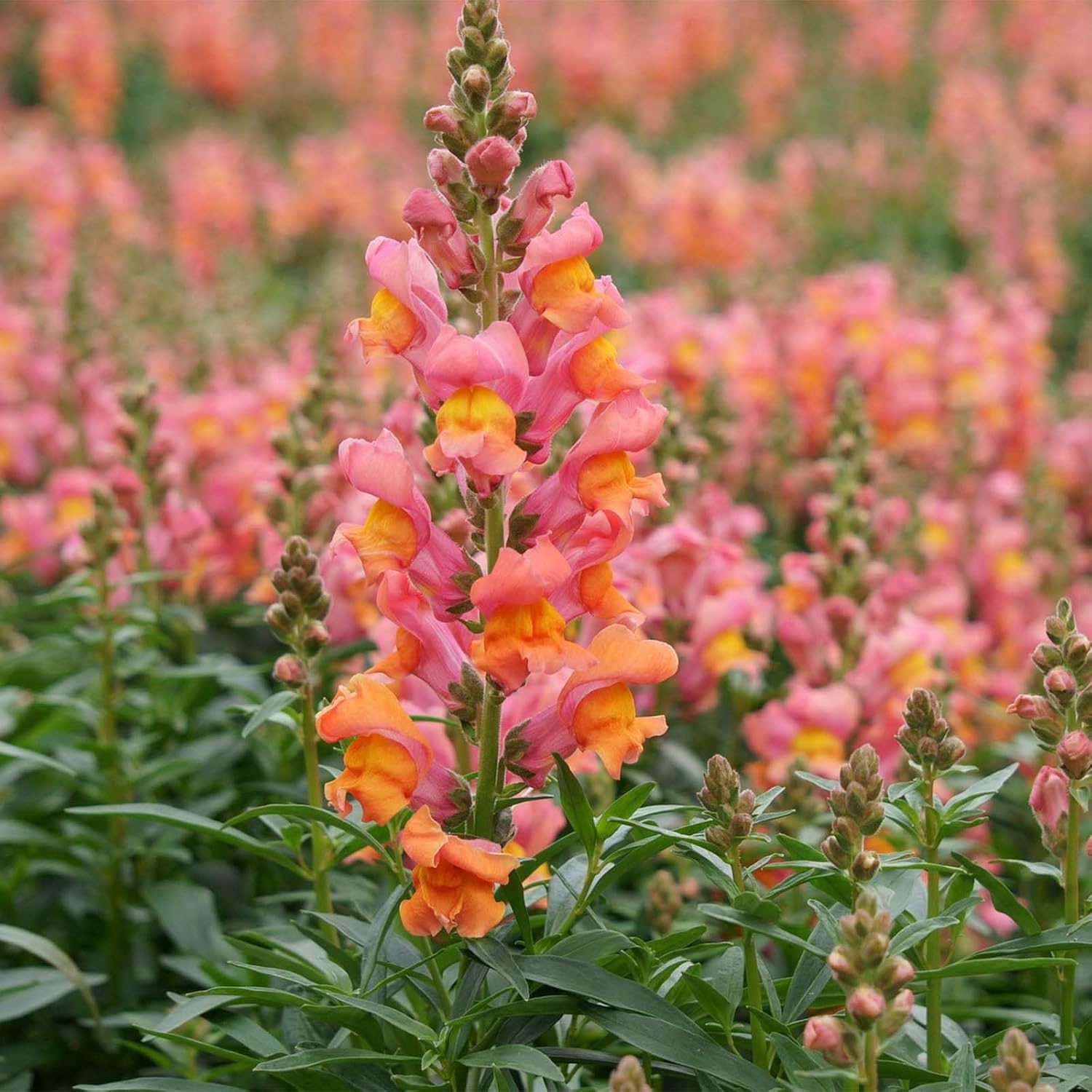 Nelesa Gardening Antirrhinum Snapdragon Flower Seeds Multicolour – 100 Seeds Pack | Vibrant Garden Blooms | Easy-to-Grow Flower Seed for Home Garden - Image 5