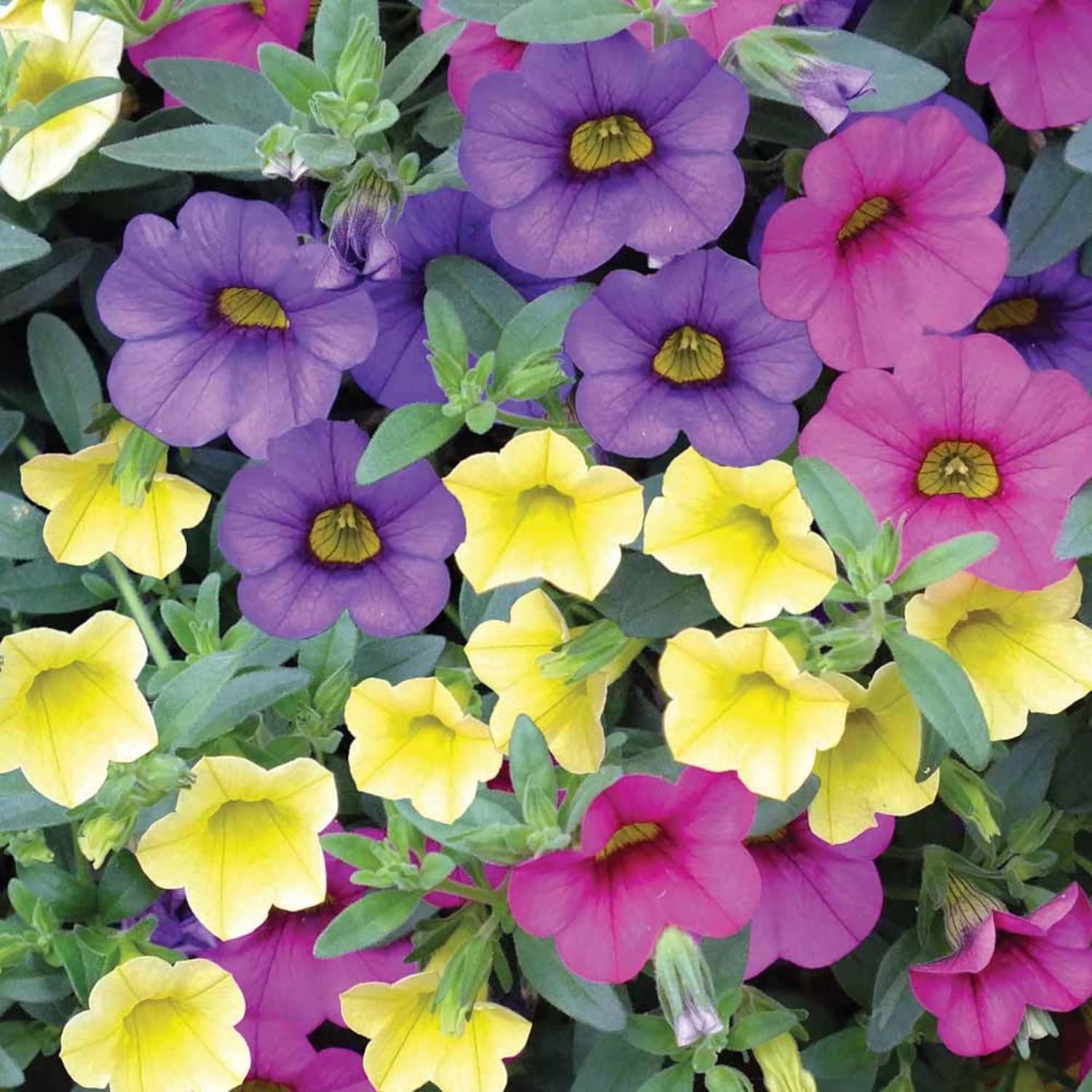 4 Varieties - Flower Seeds Combo Pack -50 African Marigold, 50 French Marigold, 50 Petunia, 50 Zinnia Seeds | Total 200 Seeds for Home - Image 4