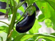 Black Beauty Brinjal Hybrid Seeds 50 Seeds Pack for Home Gardeners - Image 2