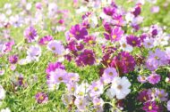Cosmos Flower Hybrid Mix Colour Seed - 40 Seeds Pack - Image 2