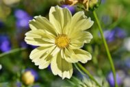 Cosmos Flower Hybrid Mix Colour Seed - 40 Seeds Pack - Image 4