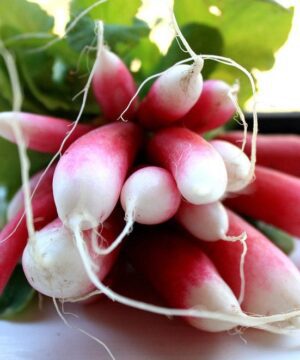 Red Radish Lal Mooli Vegetable Seed - Pack of 50 seeds