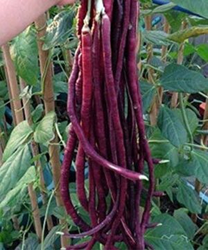 Red Cowpea Long Yard Bean Barbatti Vegetable Seed - 50 Seeds Pack