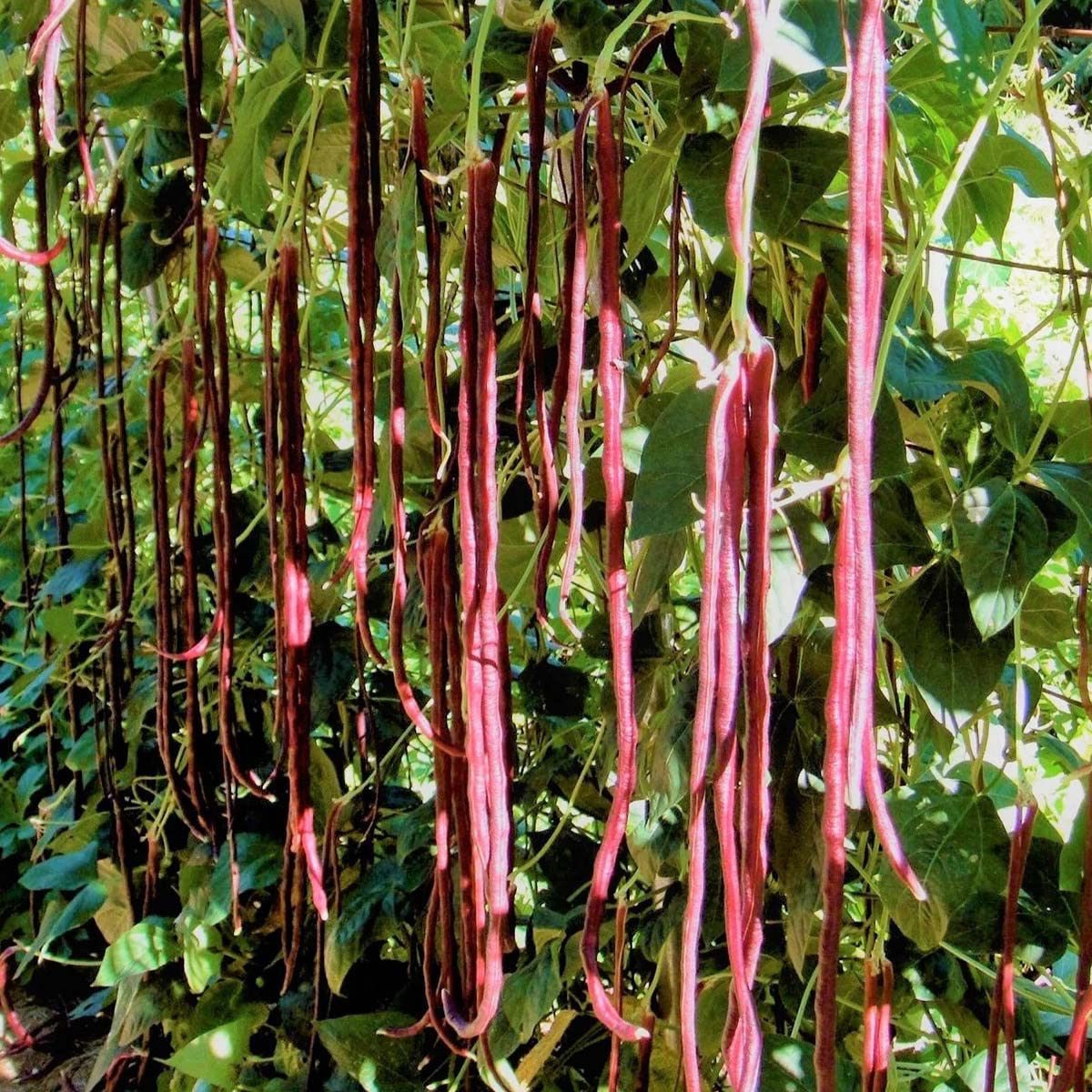 Red Cowpea Long Yard Bean Barbatti Vegetable Seed - 50 Seeds Pack - Image 5