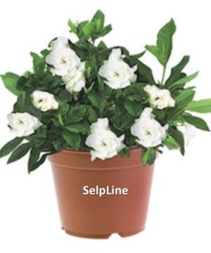 Live Gardenia Cape Jasmine Gandhraj Plant