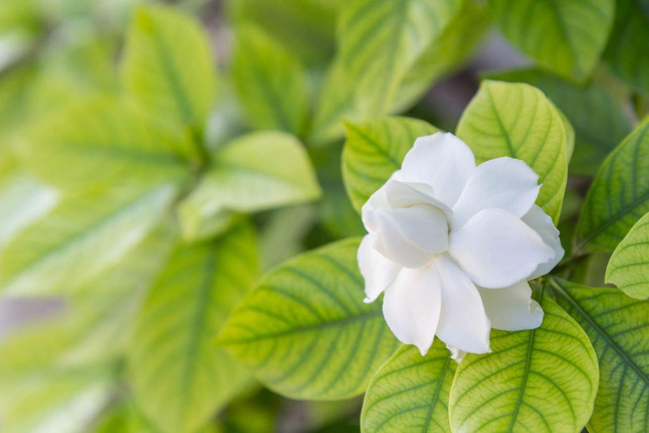 Live Gardenia Cape Jasmine Gandhraj Plant - Image 4