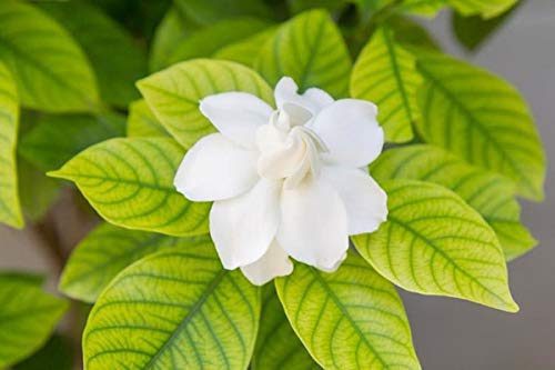 Live Gardenia Cape Jasmine Gandhraj Plant - Image 5