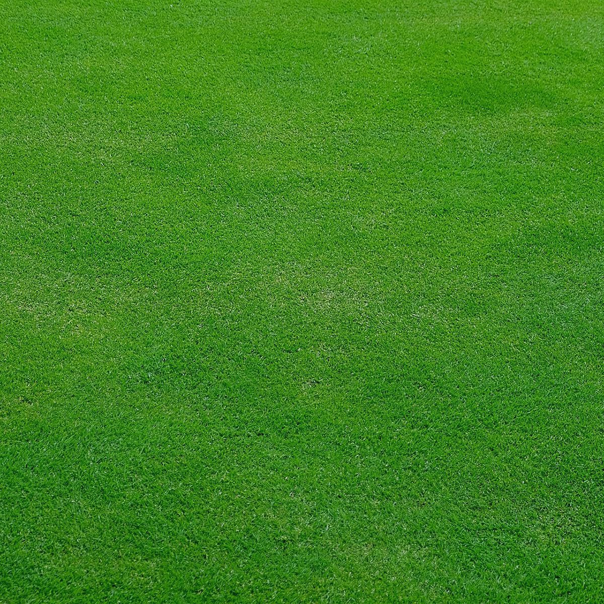 Lawn Grass Seeds Dark Green Soft Runner 1000 Seeds - Image 4