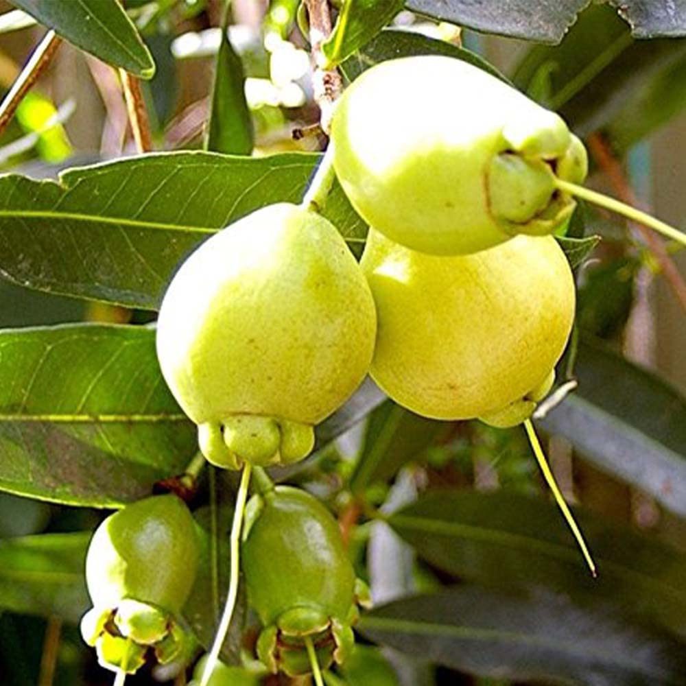 Live Rose Apple Gulab Jamun Plant Syzygium Jambos Fruit Plant