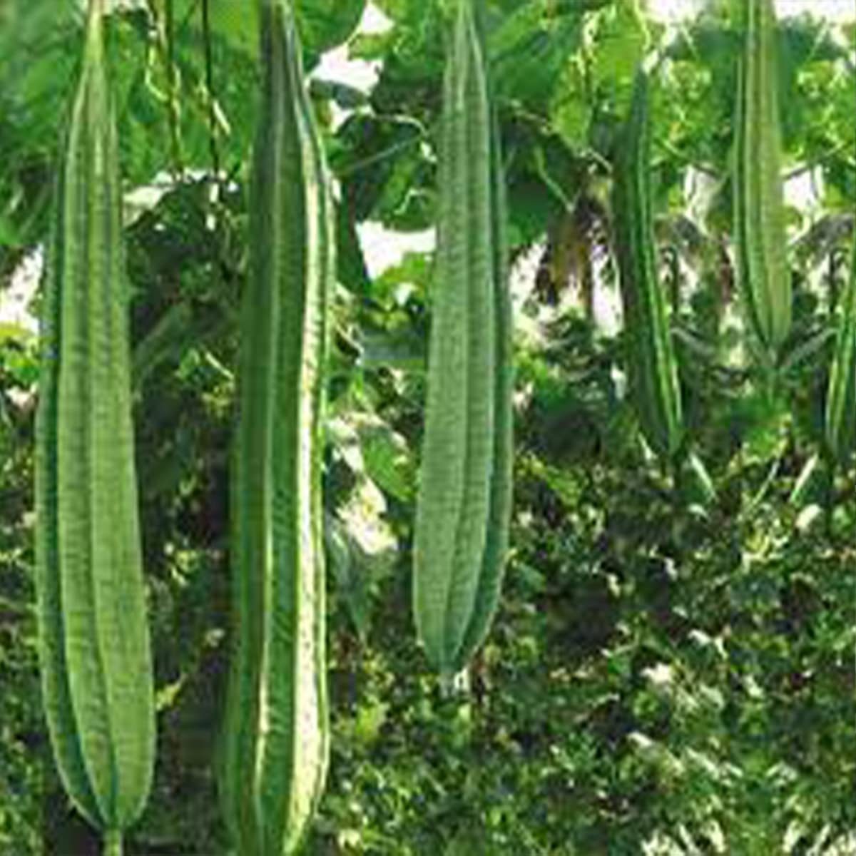 Ridge Gourd Seeds 25 Seeds Pack - Image 7