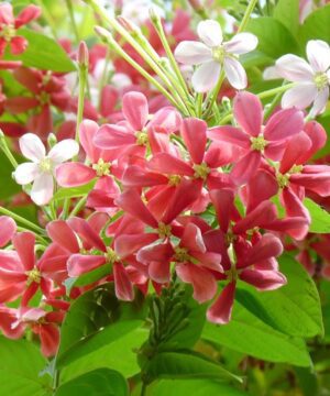 Live Madhumalati Honeysuckle Madhumalti Rangoon Creeper Climbing Madhabilata Flower Plant
