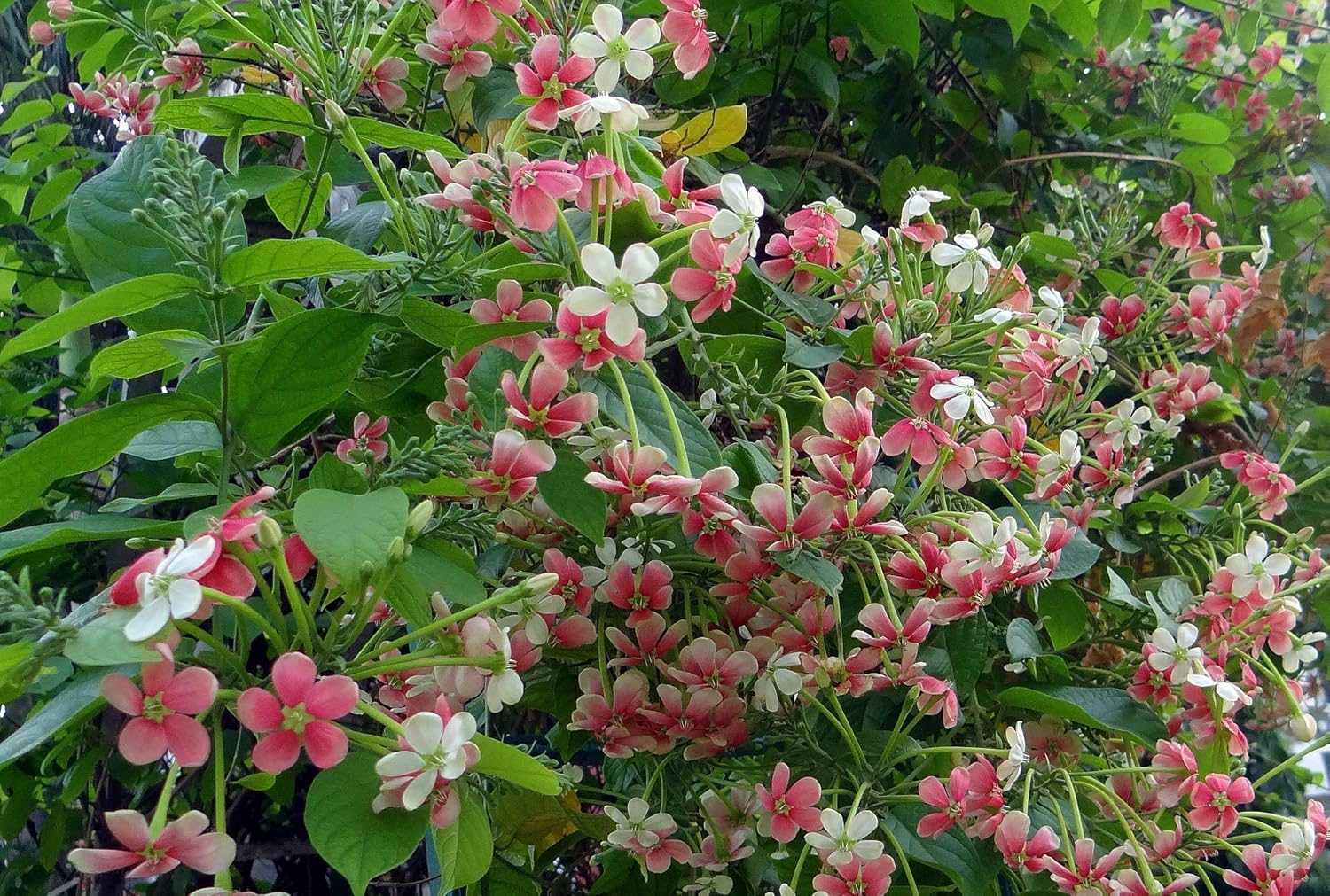 Live Madhumalati Honeysuckle Madhumalti Rangoon Creeper Climbing Madhabilata Flower Plant - Image 3