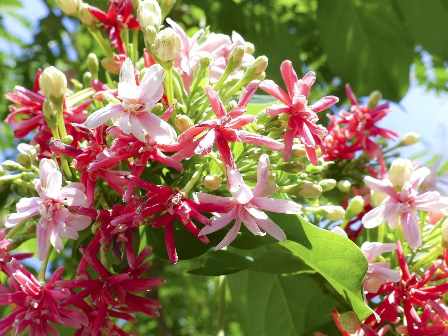 Live Madhumalati Honeysuckle Madhumalti Rangoon Creeper Climbing Madhabilata Flower Plant - Image 4