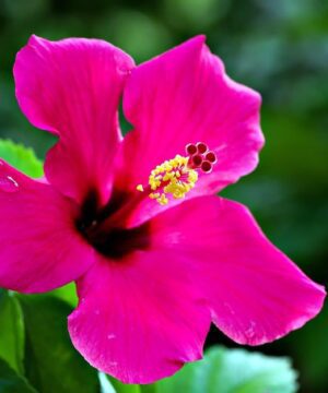 Live Hibiscus Plant (Pink) – Ornamental Flowering Plant for Home & Garden | Easy to Grow, Low Maintenance Outdoor & Indoor Plant | Perfect for Pots, Balcony & Landscaping