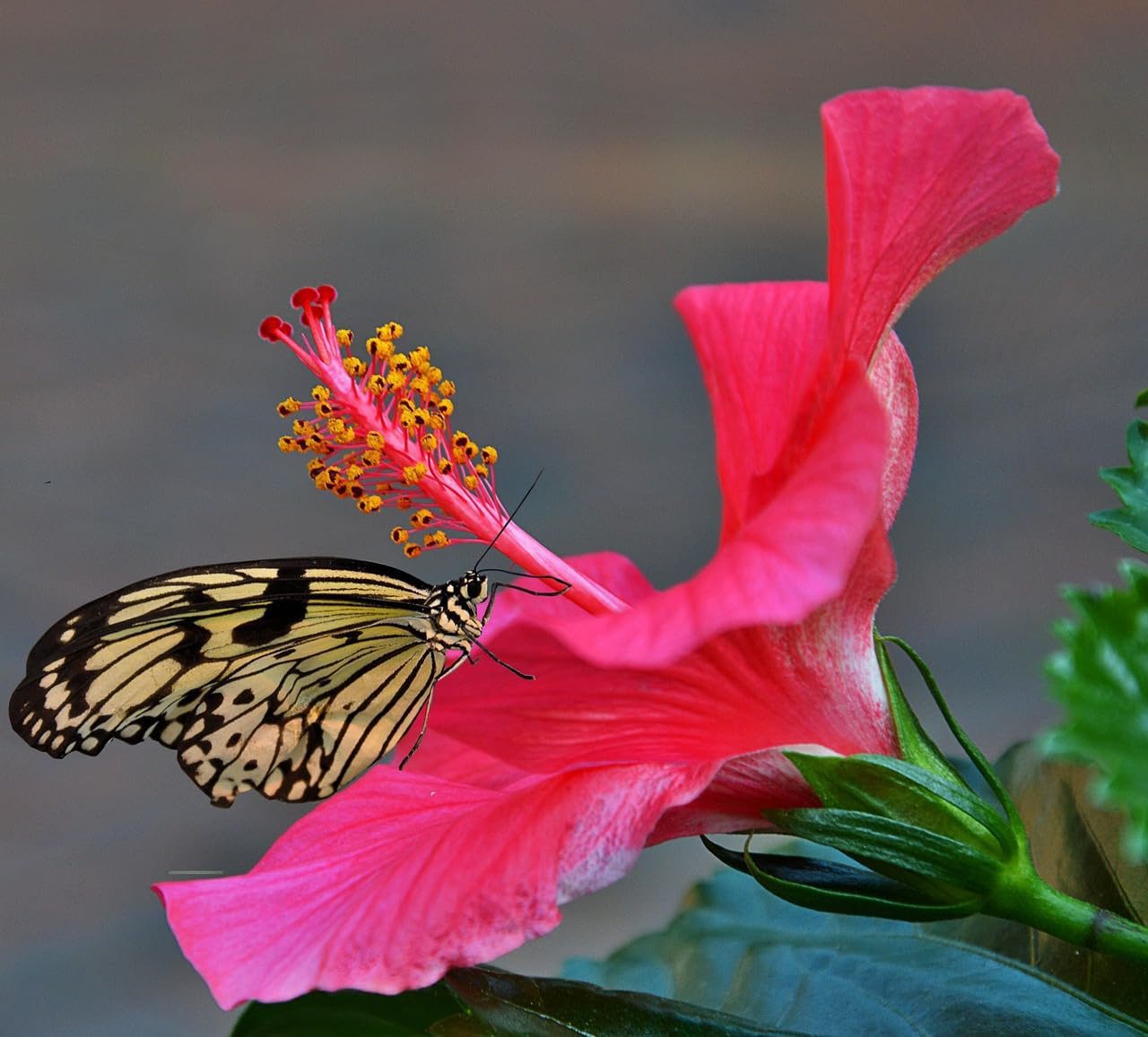 Live Hibiscus Plant (Pink) – Ornamental Flowering Plant for Home & Garden | Easy to Grow, Low Maintenance Outdoor & Indoor Plant | Perfect for Pots, Balcony & Landscaping - Image 4