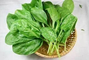 Creative Farmer Indian Gardening Palak Indian Spinach Seeds (50 Seeds)