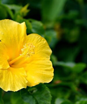 Live Yellow Hibiscus Plant – Easy to Grow, Indoor & Outdoor Garden Plant, Vibrant Yellow Blooms, Perfect for Home, Balcony and Terrace Gardening