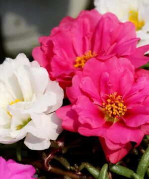 Portulaca Moss Rose Double Mix Flower Seeds 50 Seeds
