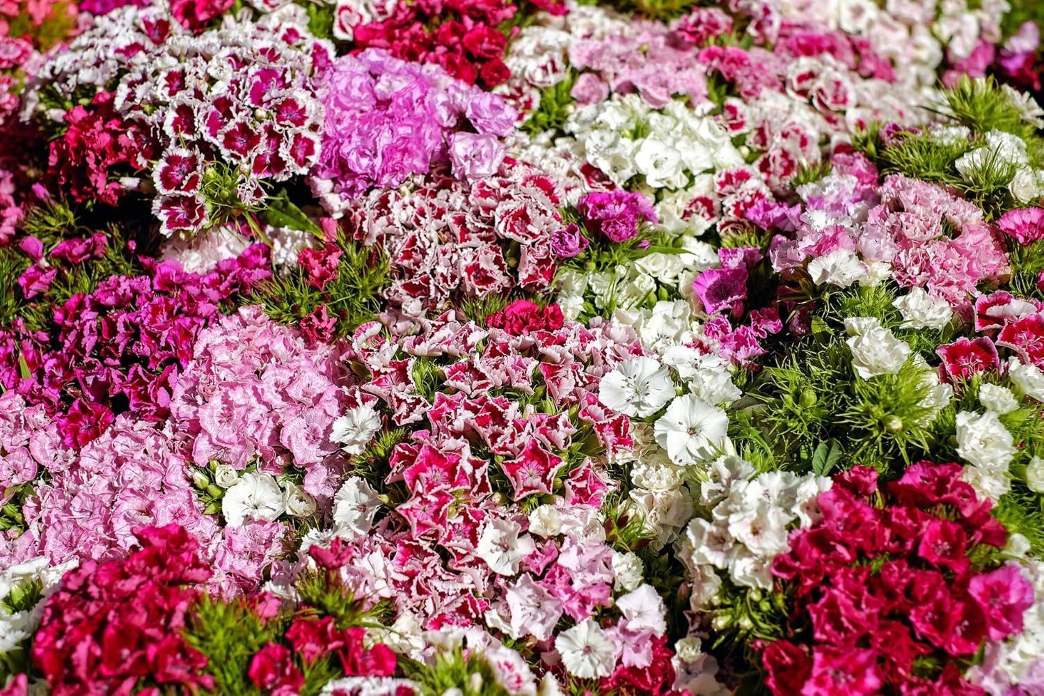 Dianthus Mix Colour Flower Seeds 20 Seeds