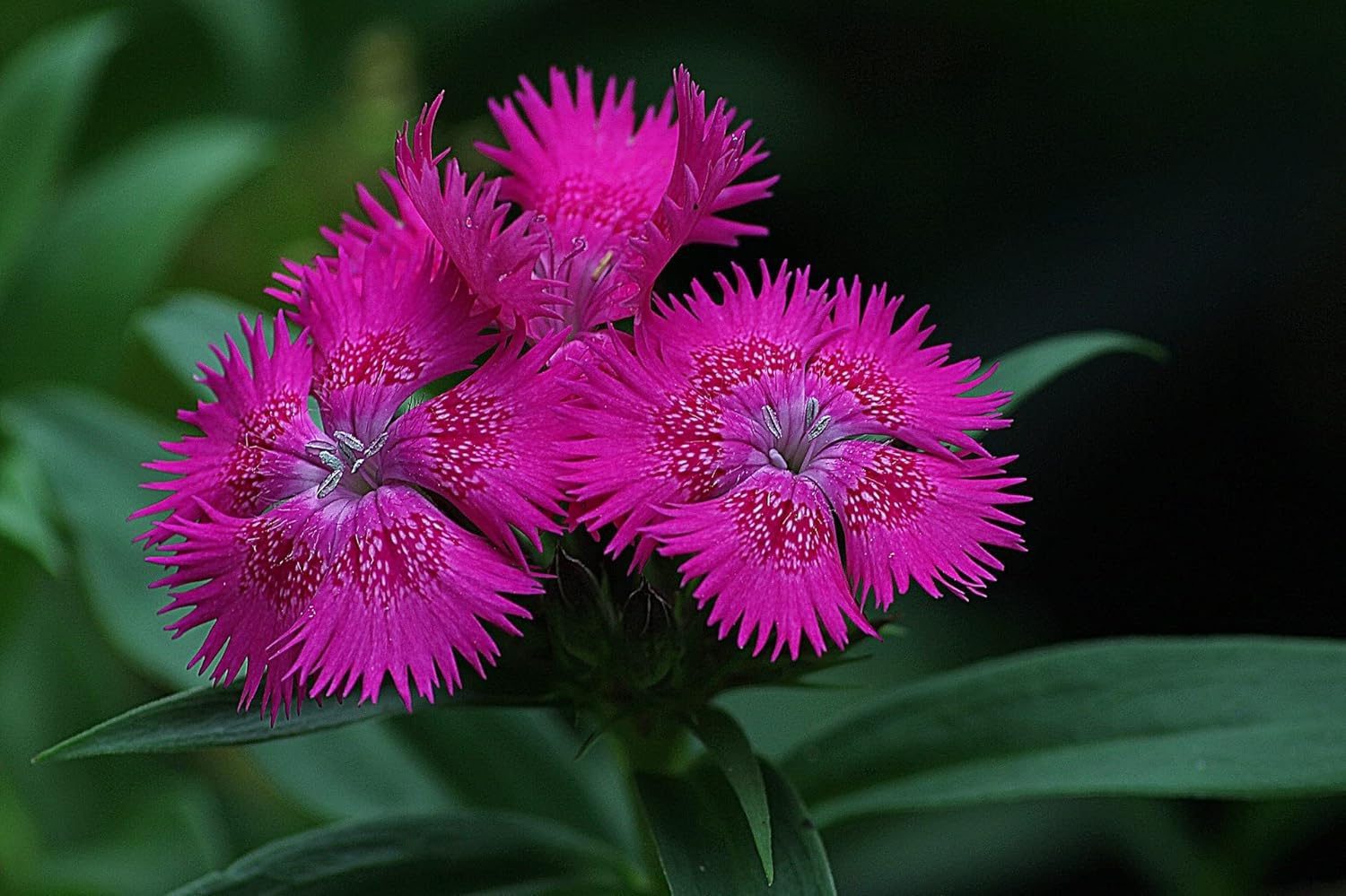 Dianthus Mix Colour Flower Seeds 20 Seeds - Image 2
