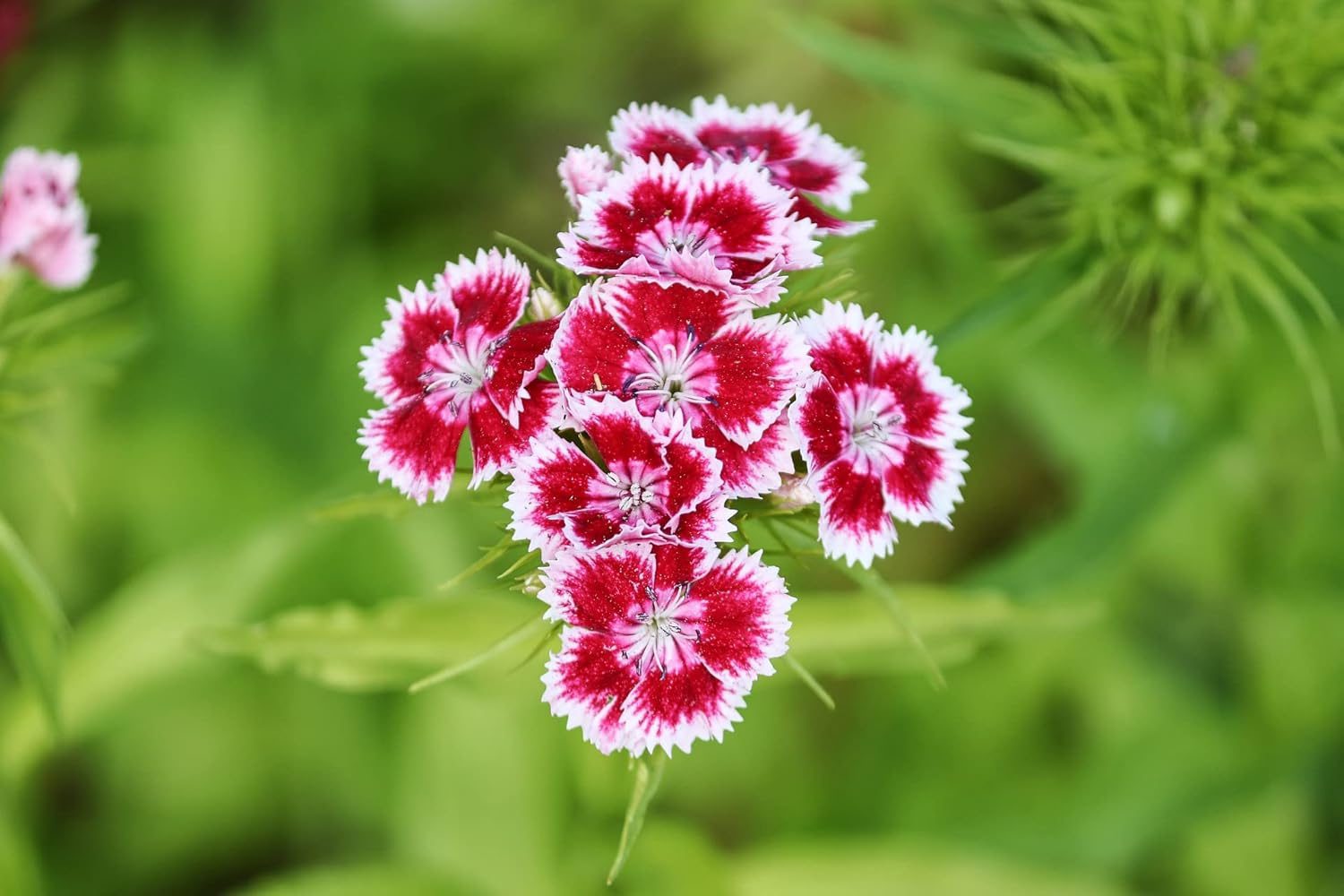 Dianthus Mix Colour Flower Seeds 20 Seeds - Image 3