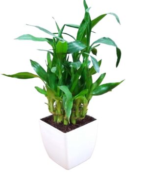 Air Purifying 2 Layer Lucky Bamboo Plant in White Square Fiber Pot