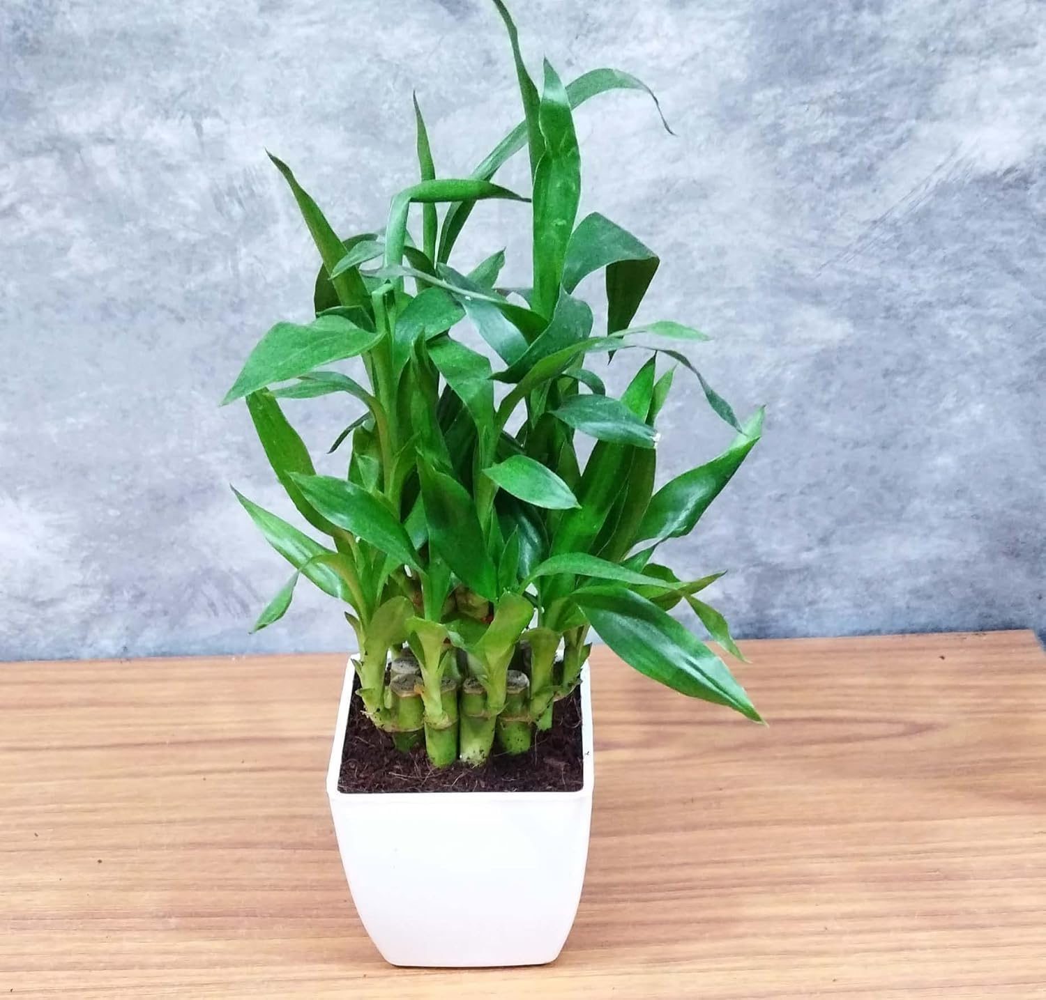 Air Purifying 2 Layer Lucky Bamboo Plant in White Square Fiber Pot - Image 2