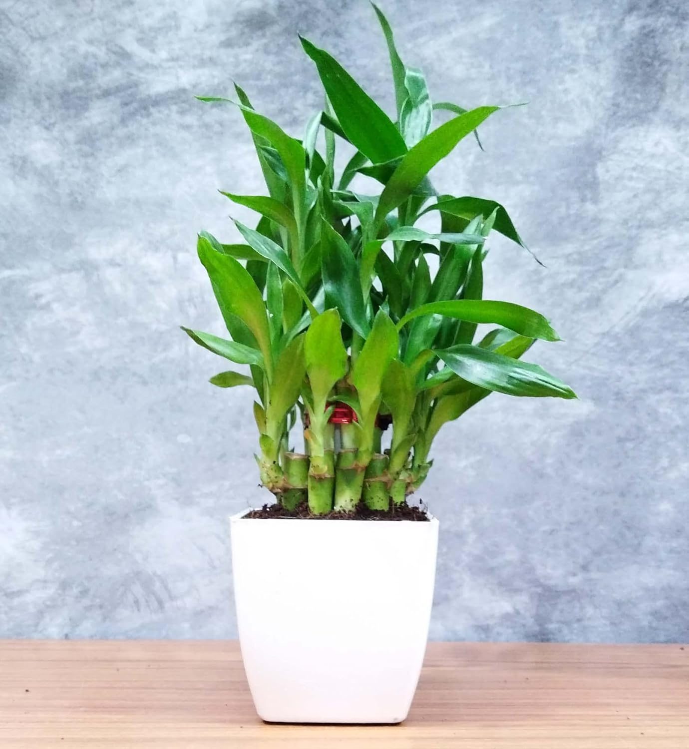 Air Purifying 2 Layer Lucky Bamboo Plant in White Square Fiber Pot - Image 7