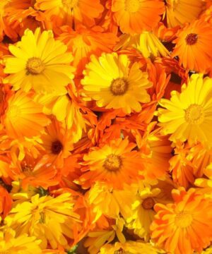 Fancy Mix Marigold Flower Seeds 50 Seeds