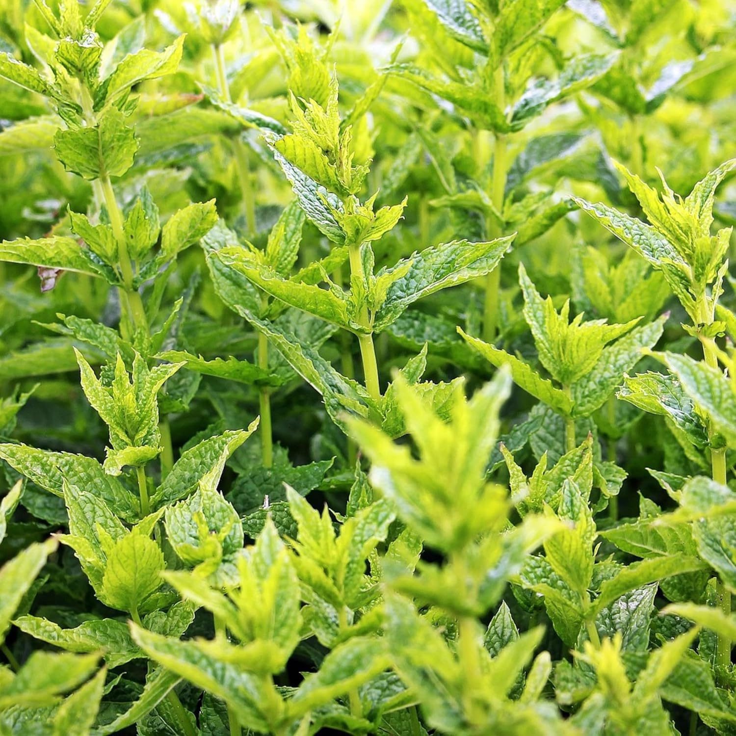 Mint Pudina Seeds for Home Gardening – 30 High-Germination Seeds for Balcony, Terrace & Kitchen Garden | Organic Seeds - Image 4