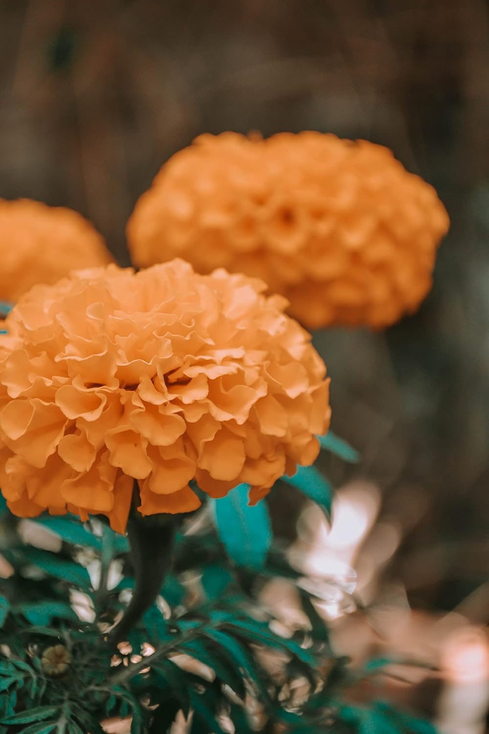African Marigold Crackjack Inca Mix Seed - 50 Seeds Pack - Image 4