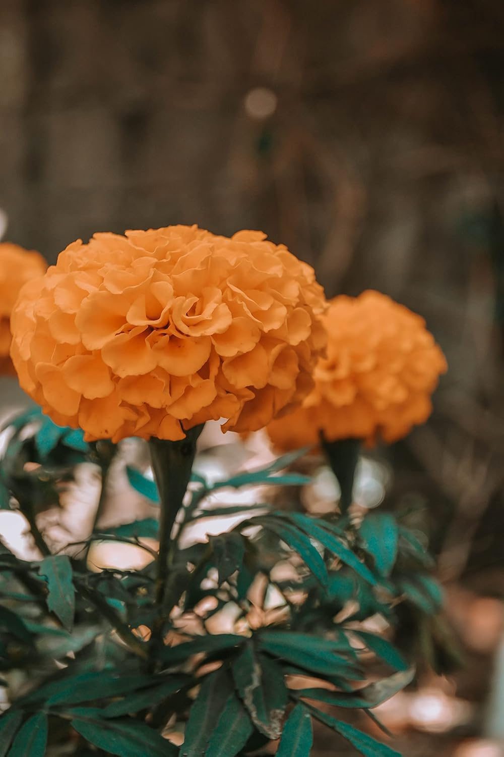 African Marigold Crackjack Inca Mix Seed - 50 Seeds Pack - Image 5