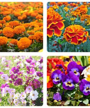 Flower Seeds Combo - African Marigold, French Marigold, Cosmos Seeds & Pansy Seeds - Easy-to-Grow, High-Germination Seed Combo for Home & Outdoor Planting